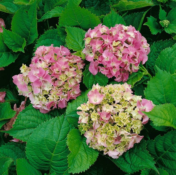 Hydrangea macrophylla 'Deutschland', Bauernhortensie, 60–80 cm, rosa