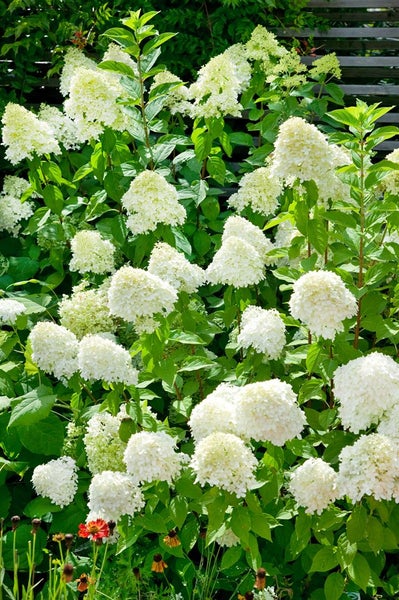 Hydrangea arborescens 'Grandiflora', Schneeballhortensie, weiß, 60–100 cm
