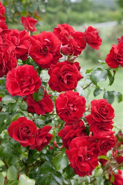 Strauch mit roten Rosenblüten und grünen Blättern
