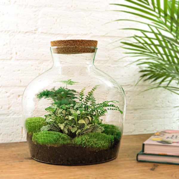 Flaschengarten Fat Joe - GRÜN - DIY-Pflanzen-Terrarium - 30cm hoch
