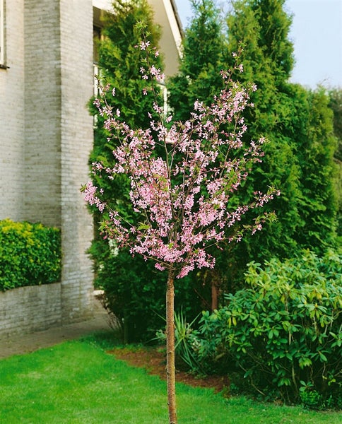 Prunus kurilensis 'Ruby', Zierkirsche, rosa Blüten, 40–60 cm
