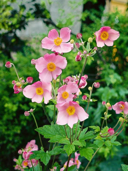 Anemone hupehensis 'Splendens', Herbst-Anemone, rosa, ca. 9x9 cm Topf