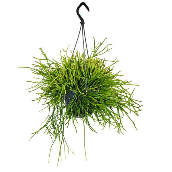 Urban Jungle Elegance - Moderne Kakteen-Ampel mit toller Blattstruktur - Rhipsalis pulchra - 15cm