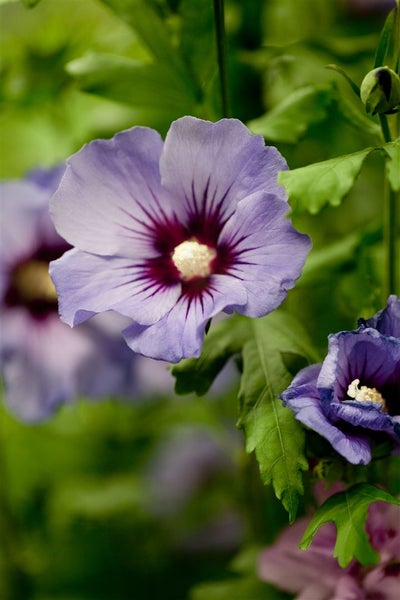 Hibiscus syriacus 'Marina', Gartenhibiskus, blau, 40–60 cm