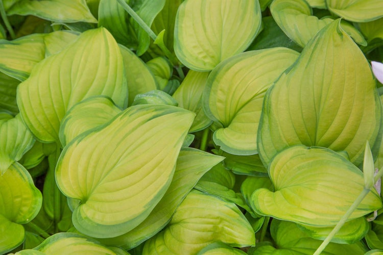Hosta plantaginea 'Guacamole', Duftende Funkie, ca. 11x11 cm Topf