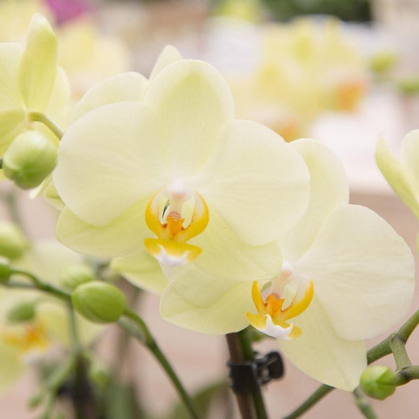 Kolibri Orchids gelbe Phalaenopsis-Orchidee 34cm hoch Topfgröße 9cm blühende Zimmerpflanze frisch vom Züchter