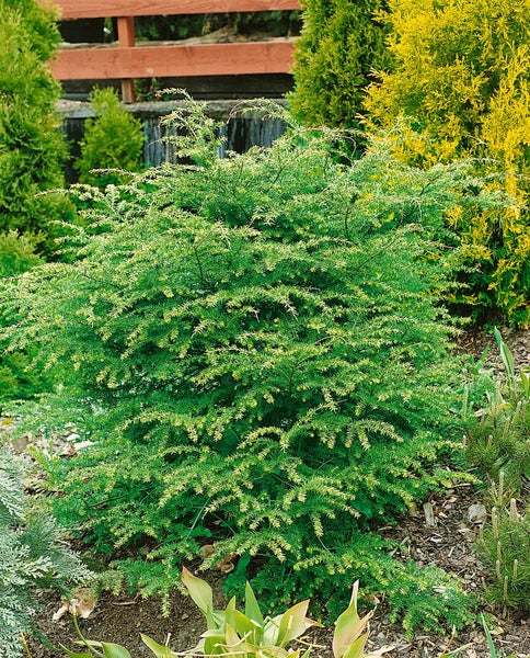 Im Garten steht eine grüne Zwergmispel-Pflanze.