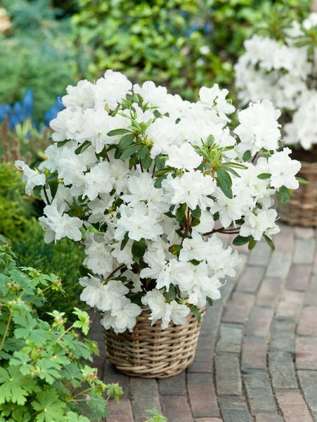 Rhododendron obtusum 'Palestrina', weiß, 20–25 cm