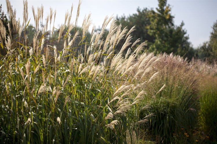 Miscanthus sinensis 'Silberturm', Chinaschilf, ca. 11x11 cm Topf
