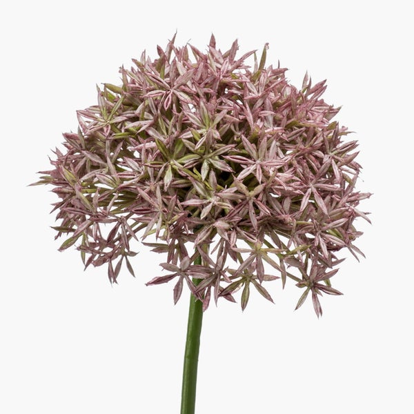Zierlauch Allium mit kugelförmigem Blütenstand an einem langen grünen Stiel.