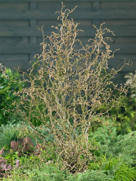 Korkenzieherhasel im Gartenbeet