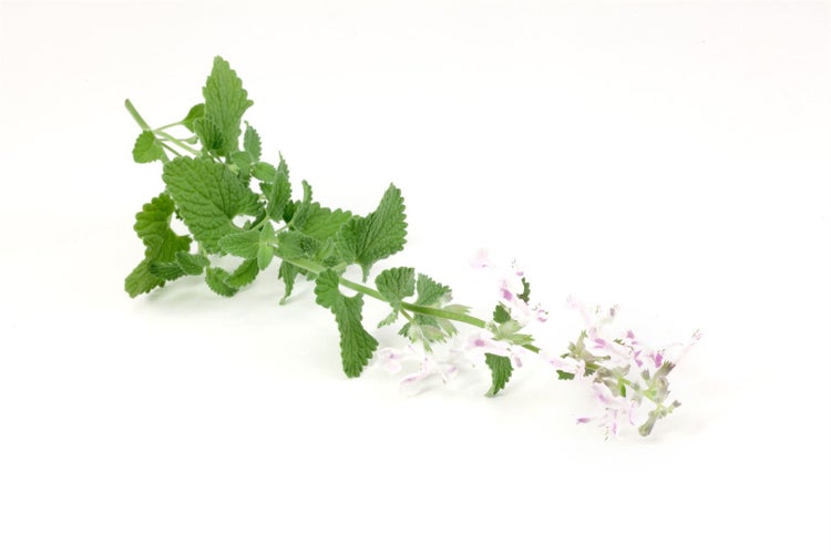 Nepeta cataria ssp. citriodora, Zitronen-Katzenminze, ca. 9x9 cm Topf