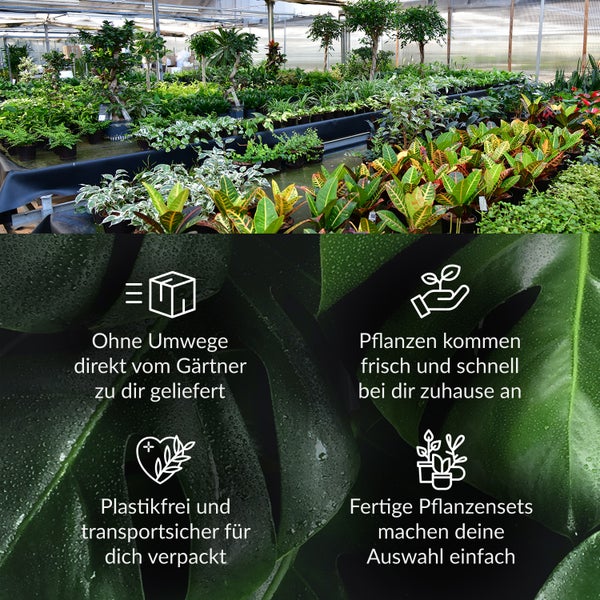 Gewächshaus mit einer großen Auswahl an Pflanzen, die direkt vom Gärtner geliefert werden, plastikfrei und transportsicher verpackt sind. Frische Pflanzen kommen schnell an, und fertige Pflanzensets erleichtern die Auswahl.
