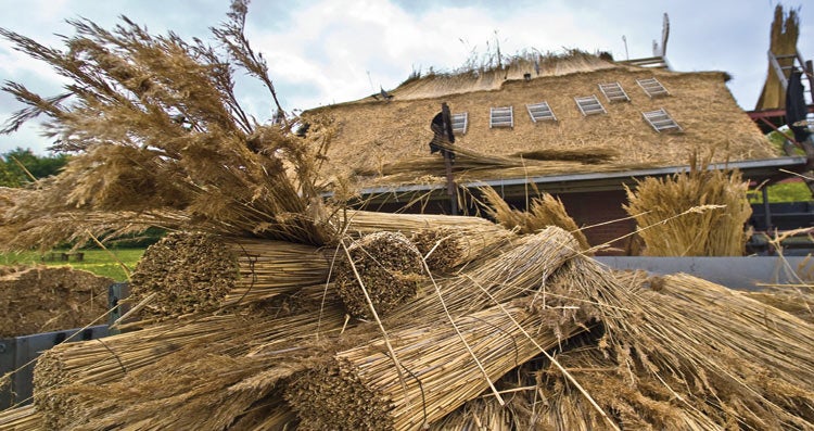 Bündel von Schilfrohr vor einem mit Schilf gedeckten Dach
