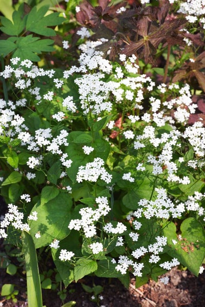 Omphalodes verna 'Alba', Gedenkemein, weiß, ca. 9x9 cm Topf
