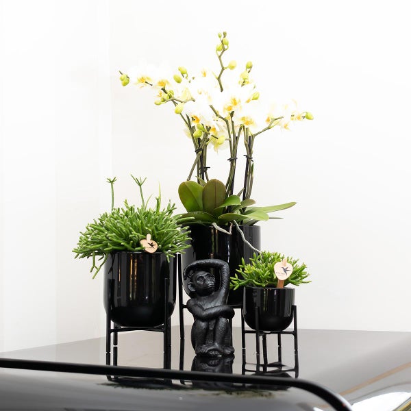 Komplettes Pflanzenset Home Hub Grünpflanzen mit weißer Phalaenopsis-Orchidee inkl. schwarzen Keramik-Ziertöpfen und Zubehör