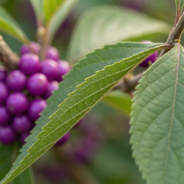 Nahaufnahme eines Liebesperlenstrauchs mit grünen gezackten Blättern und lila Beeren.