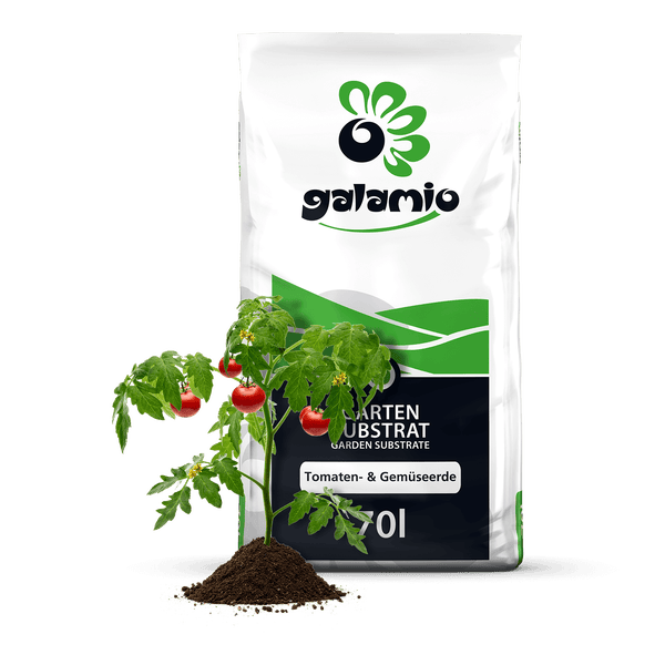 Galamio Tomaten- und Gemüseerde 70 Liter Sack mit einer Tomatenpflanze in dunkler Erde davor.