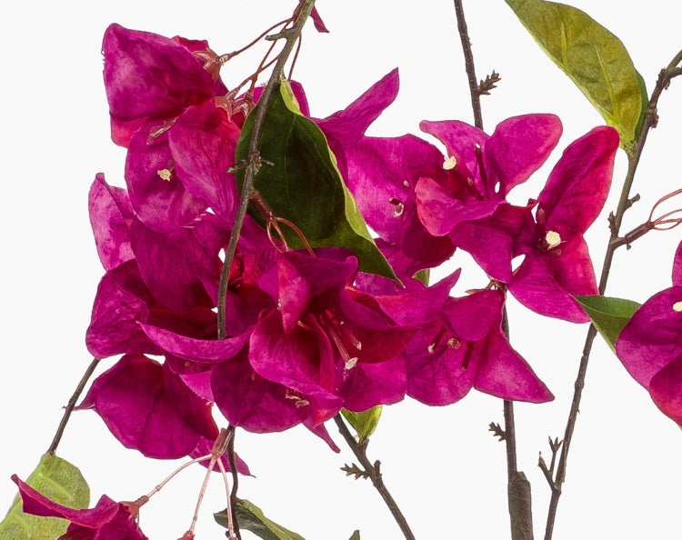 Nahaufnahme einer pinkfarbenen Bougainvillea mit grünen Blättern an dünnen Zweigen.