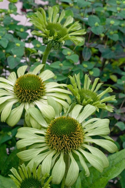 Nahaufnahme von grünen Garten Sonnenhut Blumen