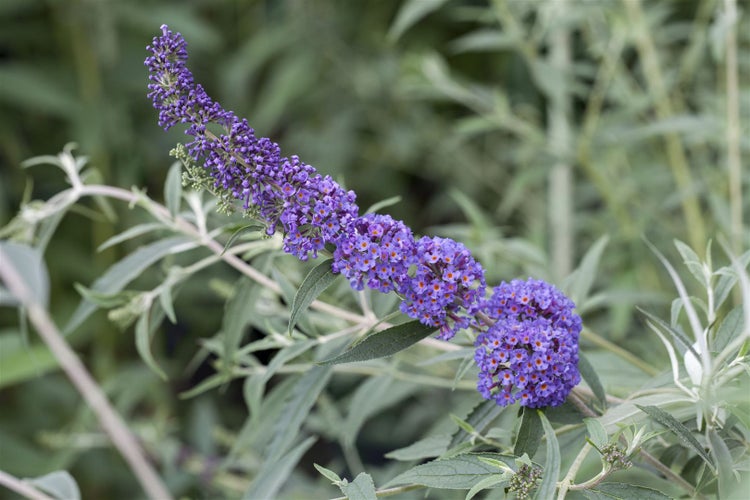 Buddleja davidii 'Nanho Blue', Schmetterlingsflieder, blau, 60–100 cm