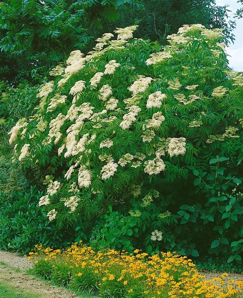 Sambucus nigra 'Laciniata', Schwarzer Holunder, feinblättrig, 60–80 cm