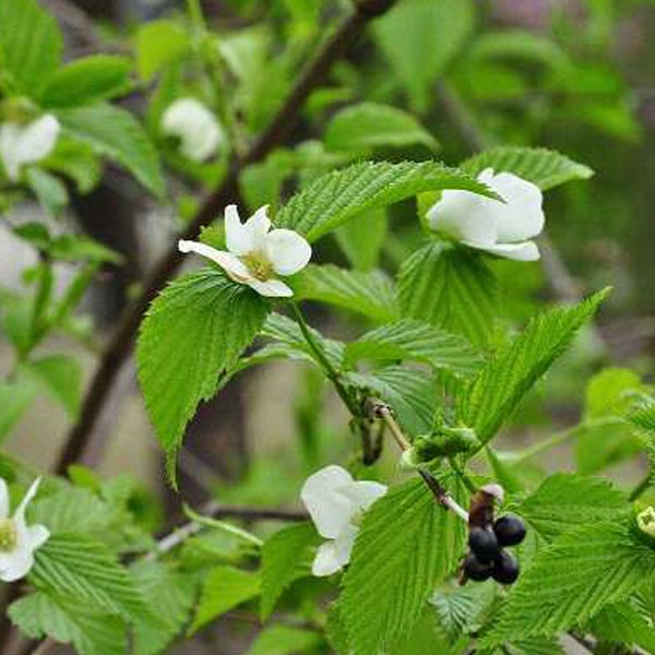 Blütenstand des Japanischen Ahornblättrigen Spierstrauchs mit weißen Blüten und Früchten