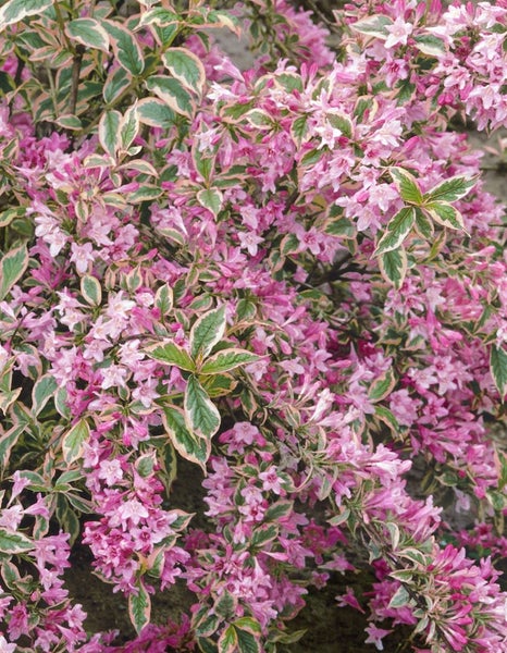 Nahaufnahme einer Weigelie-Pflanze mit rosa Blüten und grün-weiß panaschierten Blättern.