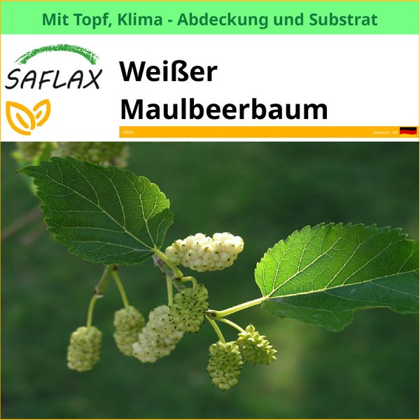 Saflax weißer Maulbeerbaum mit Topf, Klimaabdeckung und Substrat
