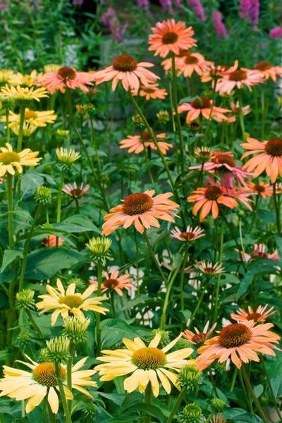 Echinacea purpurea 'Sundown' -R-, orange, ca. 11x11 cm Topf