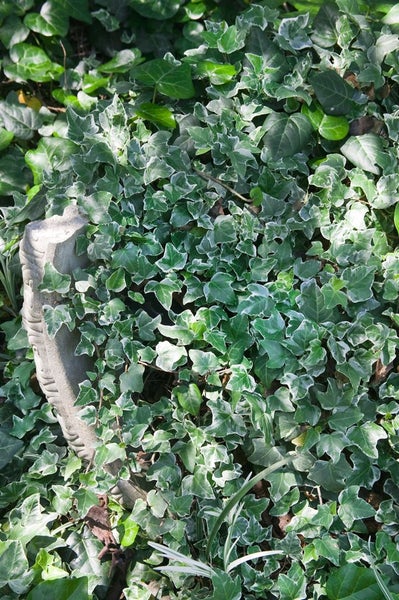 Hedera helix 'Glacier', Efeu, grün-weiß, 60–80 cm