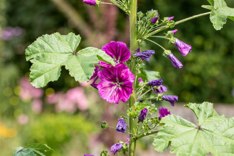 Malva sylvestris ssp. mauritiana, Malve, violett, ca. 11x11 cm Topf