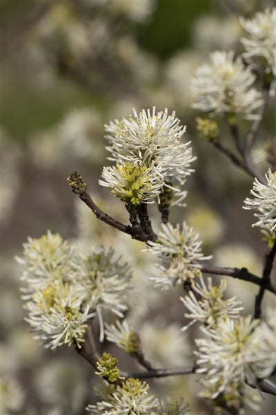 Fothergilla major, Federbuschstrauch, 30–40 cm