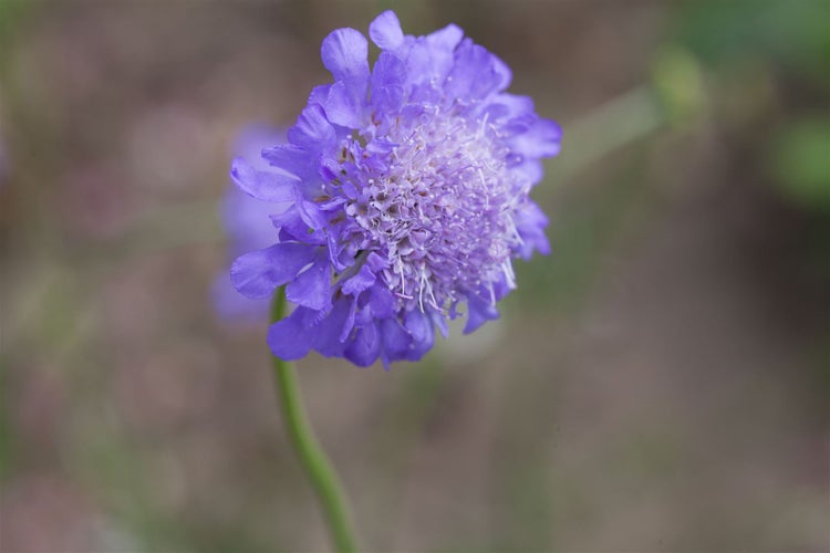 Scabiosa columbaria 'Butterfly Blue', Skabiose, blau, ca. 11x11 cm Topf