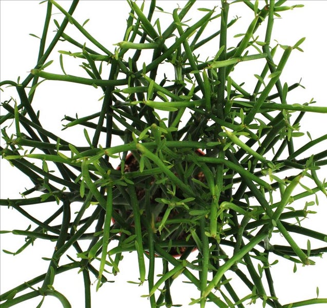 Euphorbia tirucalli - Bleistiftkaktus - grosse Pflanze im 12cm Topf