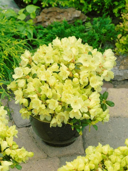 Rhododendron ludlowii 'Wren', gelb, 20–25 cm