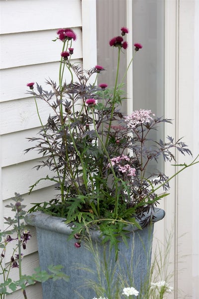 Sambucus nigra 'Black Lace', Schwarzer Holunder, dunkelrot, 80–100 cm