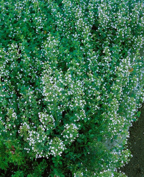 Calamintha nepeta 'Blue Cloud', Bergminze, blau, ca. 9x9 cm Topf