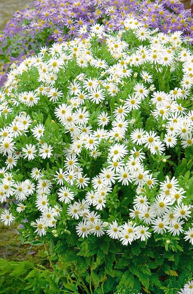 Aster ageratoides 'Ashvi', Herbstaster, weiß, ca. 9x9 cm Topf