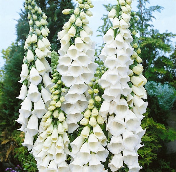 Digitalis purpurea 'Alba', Fingerhut, weiß, ca. 9x9 cm Topf