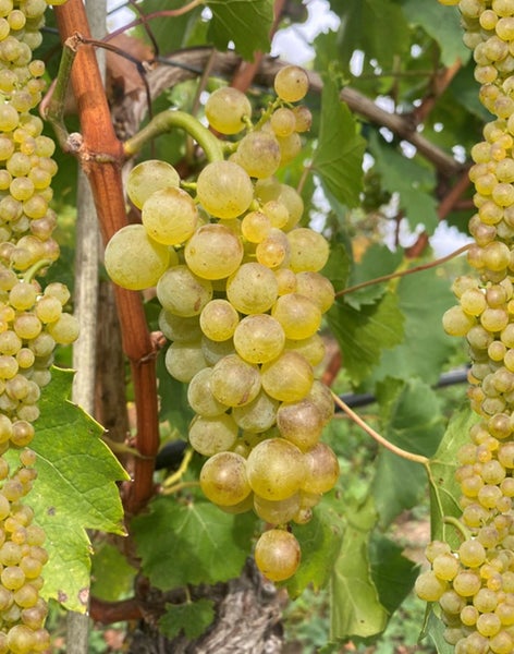Eine vollreife Traubenrebe mit dichten hellen Weintrauben an einem Rebstock im Weinberg.