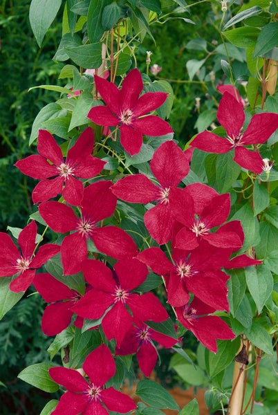 Clematis viticella 'Kermisina', Italienische Waldrebe, purpurrot, 40–60 cm