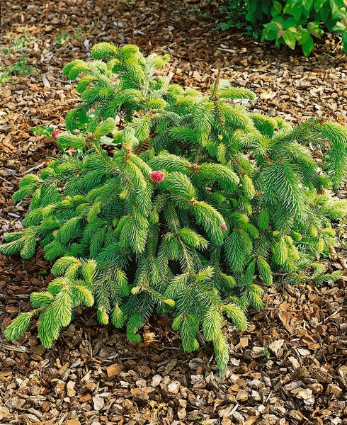 Kissen-Fichte im Gartenbeet mit Rindenmulch
