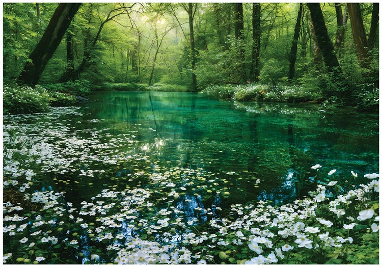 Natur Fototapete mit einem Waldsee und weissen Frühlingsblumen umgeben von Bäumen für eine entspannende Wandgestaltung im Innenbereich