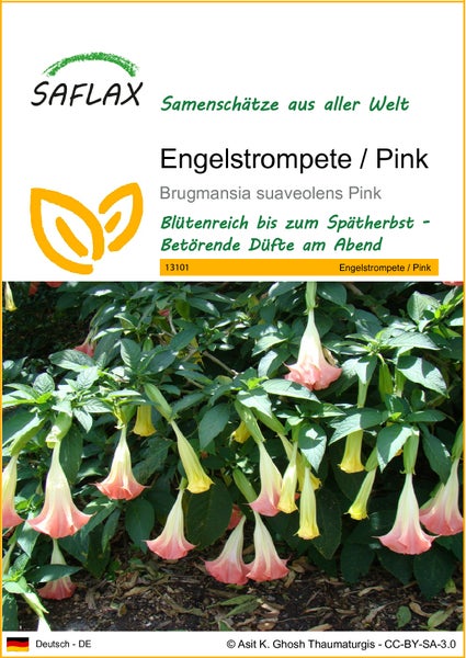 SAFLAX  - Engelstrompete / Pink - Brugmansia suaveolens Pink - 10 Samen