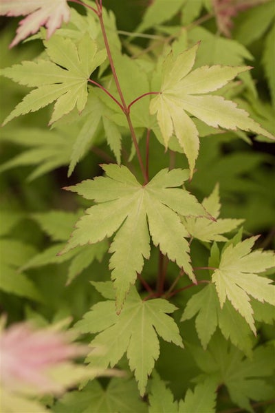 Acer palmatum 'Orange Dream', Japanischer Ahorn, orange, 60–80 cm