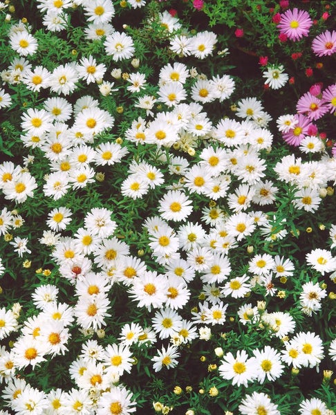 Aster dumosus 'Apollo', Kissen-Aster, weiß, ca. 9x9 cm Topf