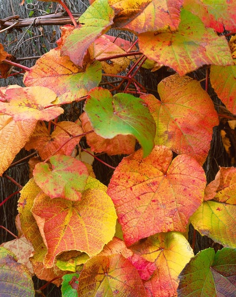Vitis vinifera coignetiae, Zierwein, 60–100 cm