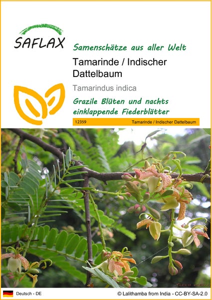 SAFLAX  - Tamarinde / Indischer Dattelbaum - Tamarindus indica - 4 Samen