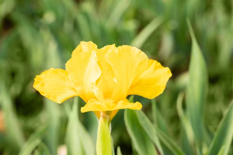 Iris x barb.-nana 'Baria', Zwergiris, violett, ca. 9x9 cm Topf